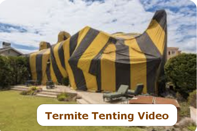 How to Prepare your Home for Fumigation